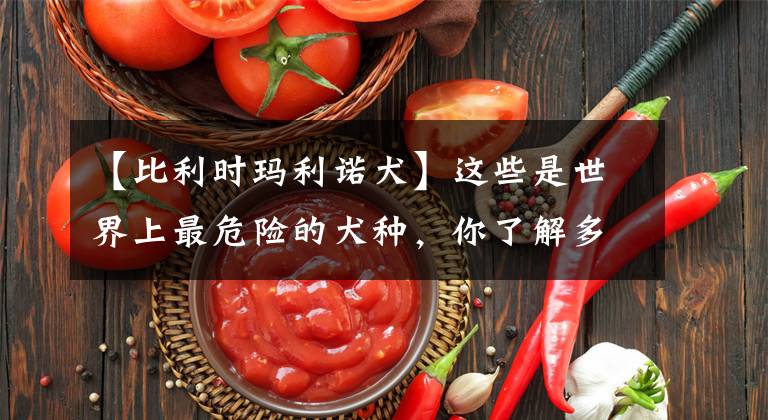 【比利时玛利诺犬】这些是世界上最危险的犬种，你了解多少呢
