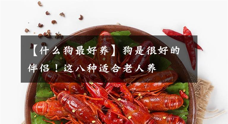 【什么狗最好养】狗是很好的伴侣！这八种适合老人养