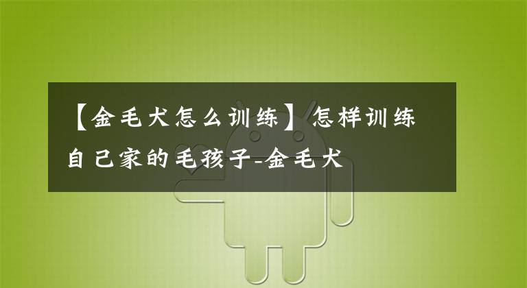 【金毛犬怎么训练】怎样训练自己家的毛孩子-金毛犬