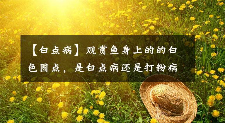 【白点病】观赏鱼身上的的白色圆点，是白点病还是打粉病