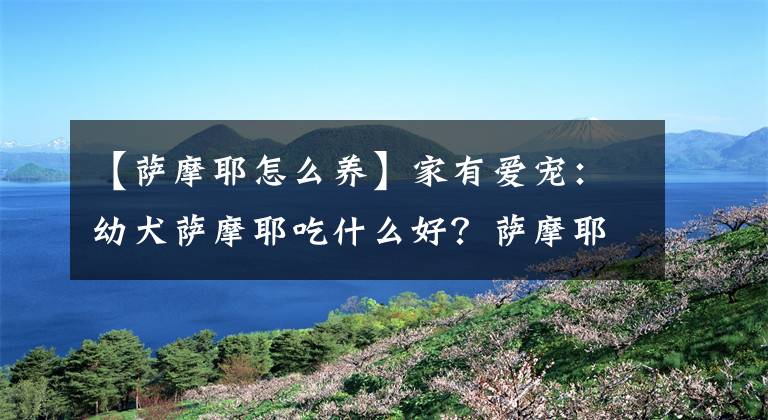 【萨摩耶怎么养】家有爱宠：幼犬萨摩耶吃什么好？萨摩耶喂养的注意事项