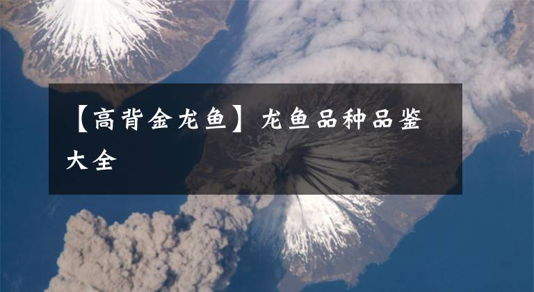 【高背金龙鱼】龙鱼品种品鉴大全