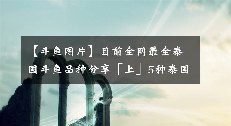 【斗鱼图片】目前全网最全泰国斗鱼品种分享「上」5种泰国原生斗鱼介绍