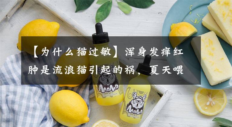 【为什么猫过敏】浑身发痒红肿是流浪猫引起的祸，夏天喂猫狗要慎重。