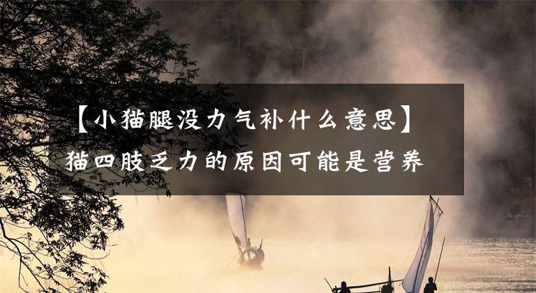 【小猫腿没力气补什么意思】猫四肢乏力的原因可能是营养不足
