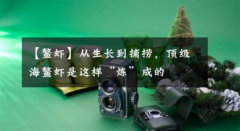 【鳌虾】从生长到捕捞，顶级海鳌虾是这样“炼”成的