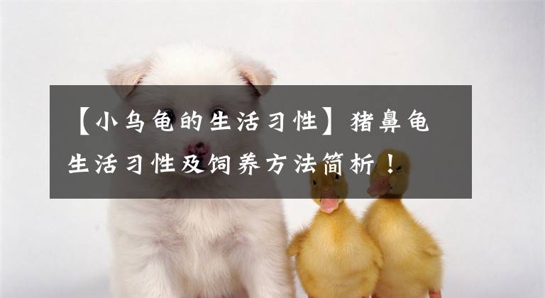 【小乌龟的生活习性】猪鼻龟生活习性及饲养方法简析！