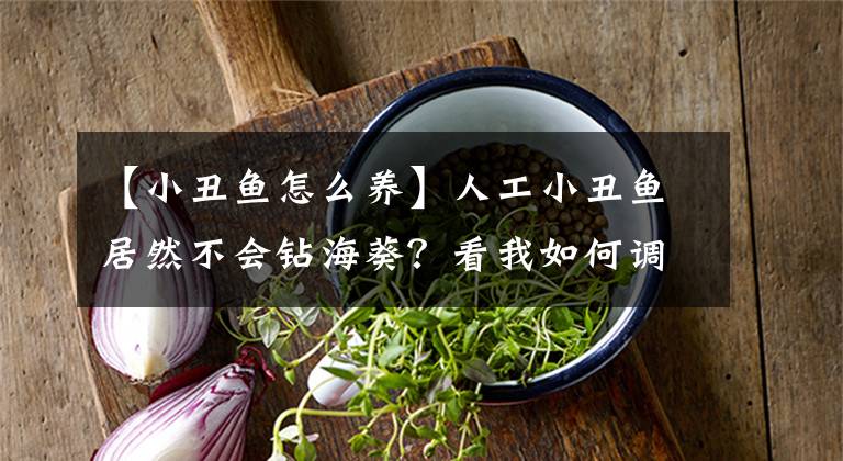 【小丑鱼怎么养】人工小丑鱼居然不会钻海葵？看我如何调教它