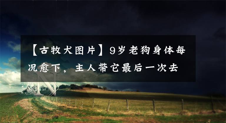 【古牧犬图片】9岁老狗身体每况愈下，主人带它最后一次去旅行，众多网友被感动