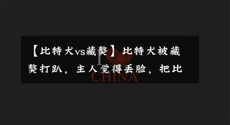 【比特犬vs藏獒】比特犬被藏獒打趴，主人觉得丢脸，把比特当场丢弃