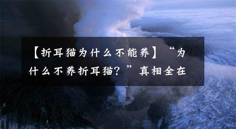 【折耳猫为什么不能养】“为什么不养折耳猫？”真相全在这！