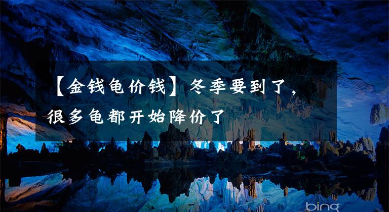 【金钱龟价钱】冬季要到了，很多龟都开始降价了