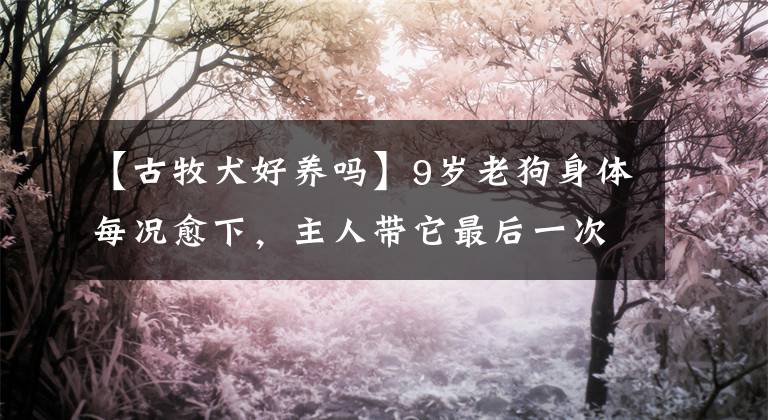 【古牧犬好养吗】9岁老狗身体每况愈下，主人带它最后一次去旅行，众多网友被感动