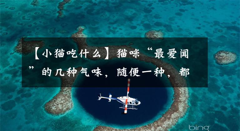 【小猫吃什么】猫咪“最爱闻”的几种气味，随便一种，都让它上瘾