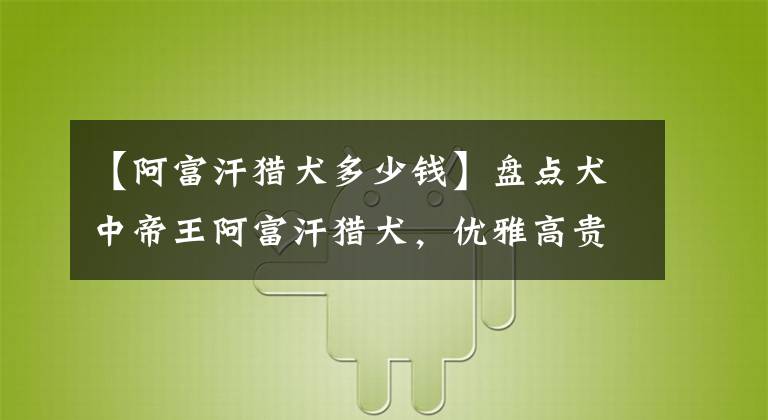 【阿富汗猎犬多少钱】盘点犬中帝王阿富汗猎犬，优雅高贵，不是一般人养得起