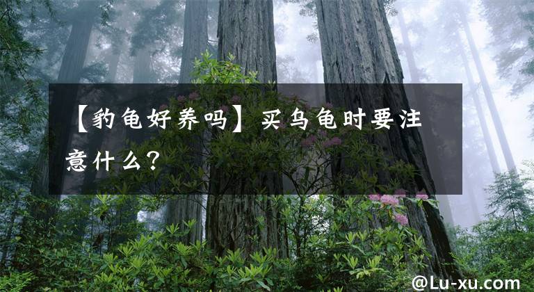 【豹龟好养吗】买乌龟时要注意什么？