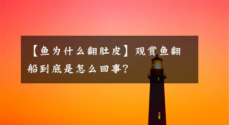 【鱼为什么翻肚皮】观赏鱼翻船到底是怎么回事？
