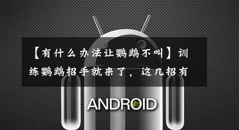 【有什么办法让鹦鹉不叫】训练鹦鹉招手就来了，这几招有效