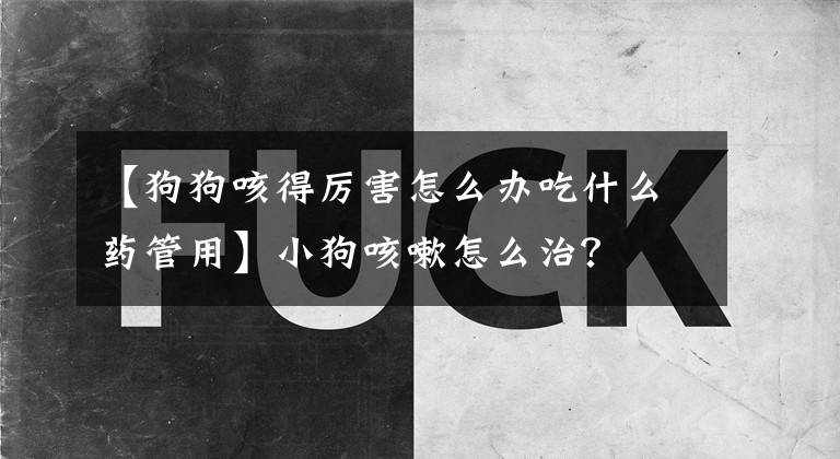 【狗狗咳得厉害怎么办吃什么药管用】小狗咳嗽怎么治？