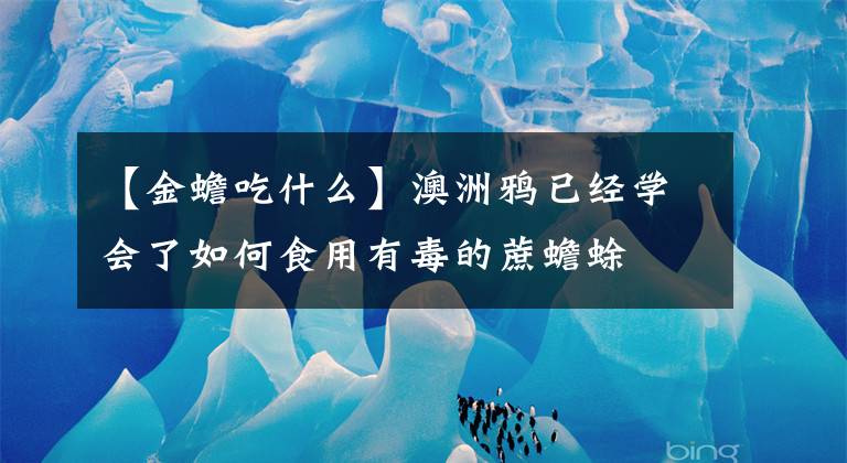 【金蟾吃什么】澳洲鸦已经学会了如何食用有毒的蔗蟾蜍