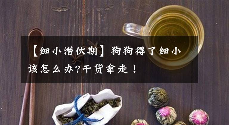 【细小潜伏期】狗狗得了细小该怎么办?干货拿走！