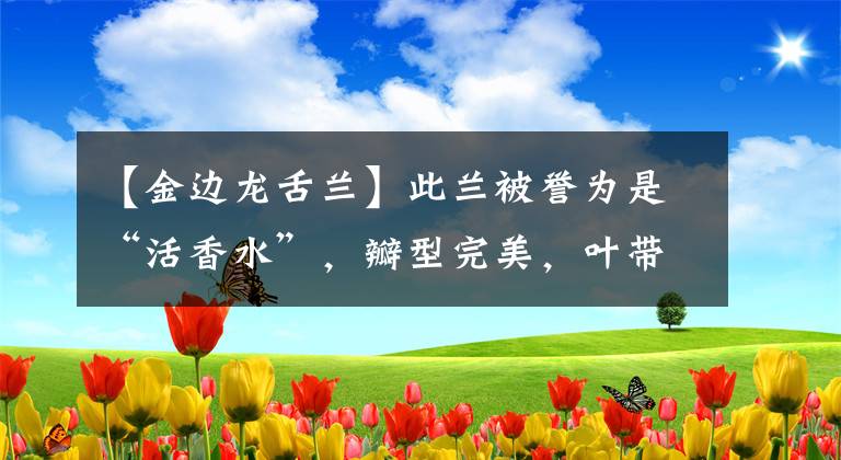 【金边龙舌兰】此兰被誉为是“活香水”，瓣型完美，叶带金边，即便无花也很优雅