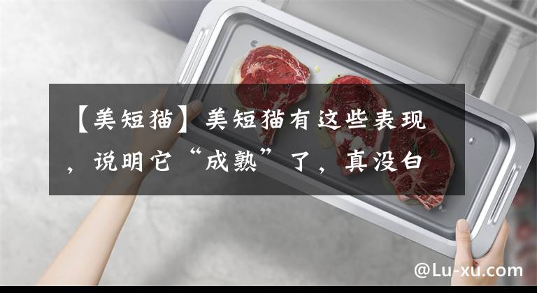 【美短猫】美短猫有这些表现，说明它“成熟”了，真没白疼