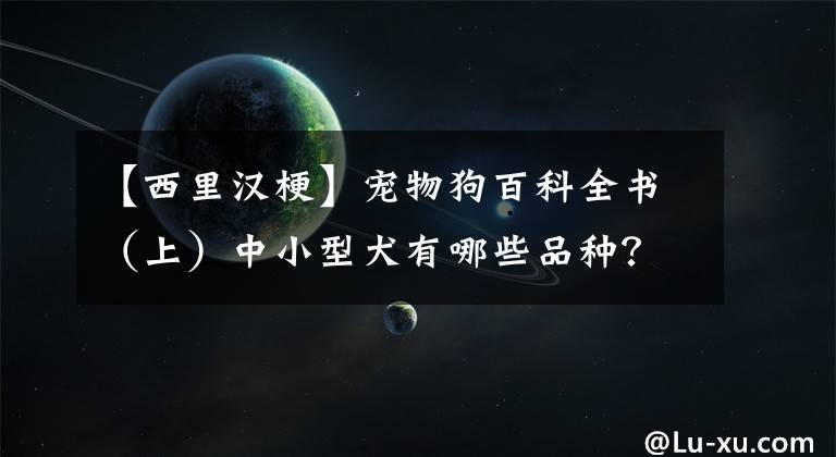 【西里汉梗】宠物狗百科全书（上）中小型犬有哪些品种？各有怎样的性格特点？