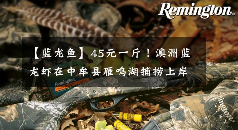 【蓝龙鱼】45元一斤！澳洲蓝龙虾在中牟县雁鸣湖捕捞上岸