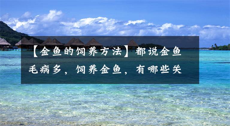 【金鱼的饲养方法】都说金鱼毛病多，饲养金鱼，有哪些关键点应该值得注意？