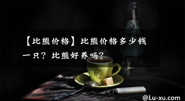 【比熊价格】比熊价格多少钱一只？比熊好养吗？