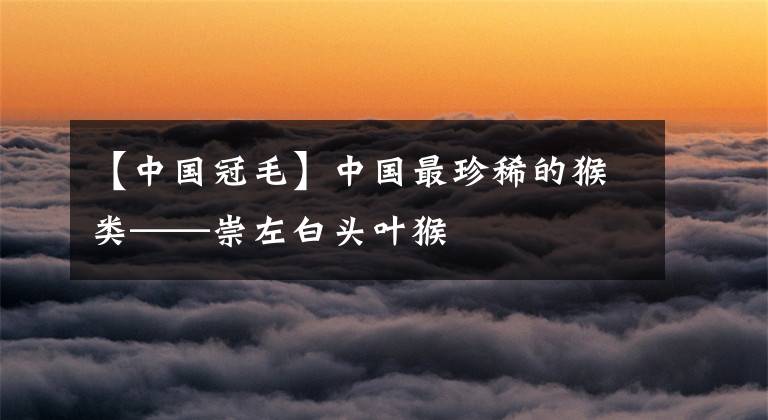 【中国冠毛】中国最珍稀的猴类——崇左白头叶猴