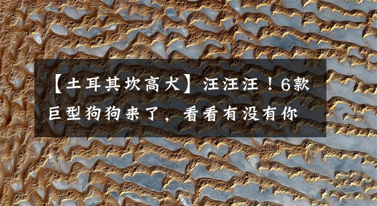 【土耳其坎高犬】汪汪汪！6款巨型狗狗来了，看看有没有你喜欢的