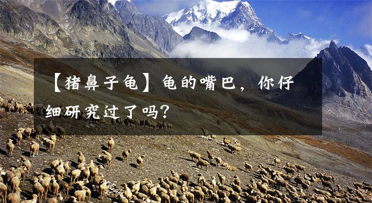 【猪鼻子龟】龟的嘴巴，你仔细研究过了吗？