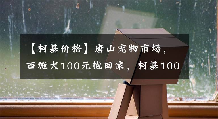 【柯基价格】唐山宠物市场，西施犬100元抱回家，柯基1000元，免费送的狗稀罕