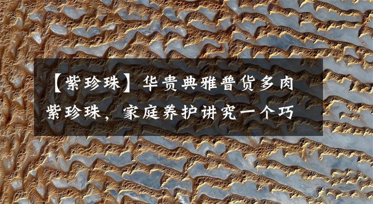 【紫珍珠】华贵典雅普货多肉紫珍珠，家庭养护讲究一个巧字，粉紫亮丽长爆盆