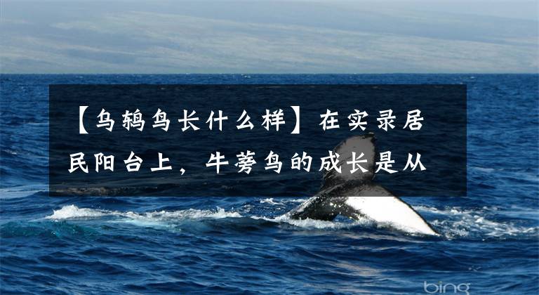 【乌鸫鸟长什么样】在实录居民阳台上，牛蒡鸟的成长是从破碎的卵到飞翔的房主的美好回忆。