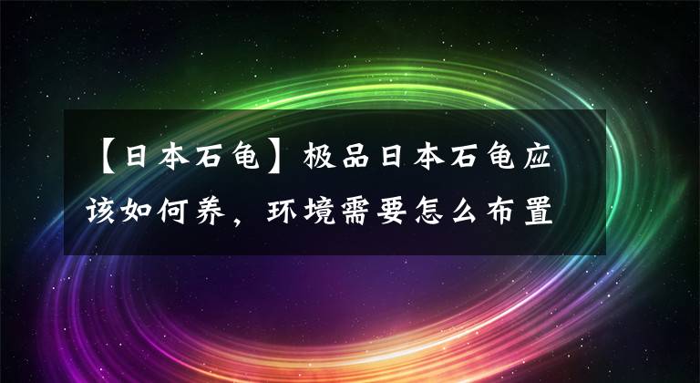 【日本石龟】极品日本石龟应该如何养，环境需要怎么布置-龟谷鳖老