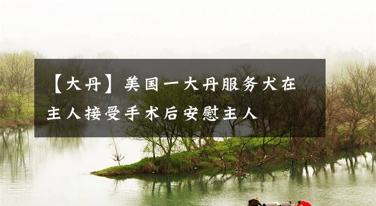 【大丹】美国一大丹服务犬在主人接受手术后安慰主人