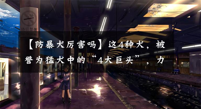 【防暴犬厉害吗】这4种犬，被誉为猛犬中的“4大巨头”，力量与美的综合体