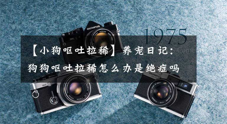 【小狗呕吐拉稀】养宠日记：狗狗呕吐拉稀怎么办是绝症吗