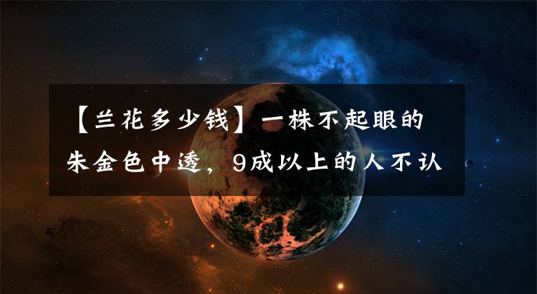【兰花多少钱】一株不起眼的朱金色中透，9成以上的人不认识，流行时几万一苗