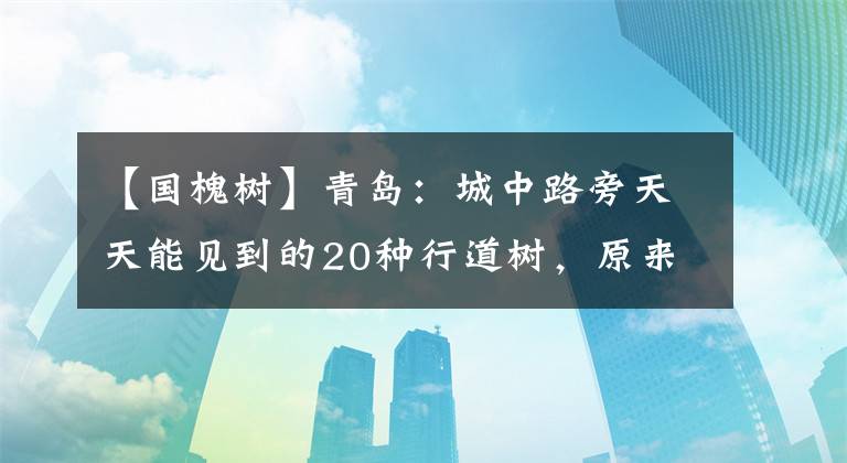 【国槐树】青岛：城中路旁天天能见到的20种行道树，原来每种都有其优缺点