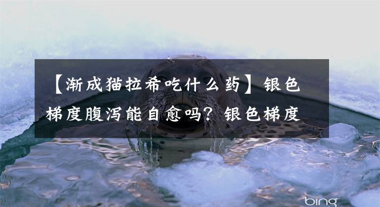 【渐成猫拉希吃什么药】银色梯度腹泻能自愈吗？银色梯度腹泻怎么办？