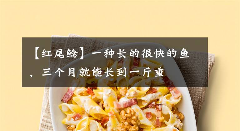 【红尾鲶】一种长的很快的鱼，三个月就能长到一斤重