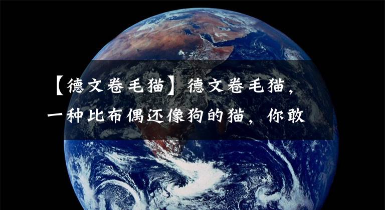 【德文卷毛猫】德文卷毛猫，一种比布偶还像狗的猫，你敢养吗？