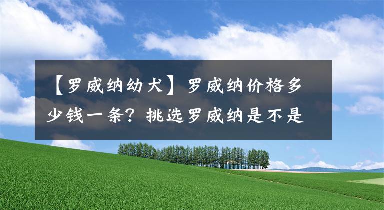 【罗威纳幼犬】罗威纳价格多少钱一条？挑选罗威纳是不是纯种的技巧？