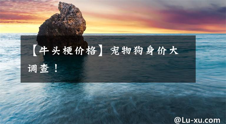 【牛头梗价格】宠物狗身价大调查！