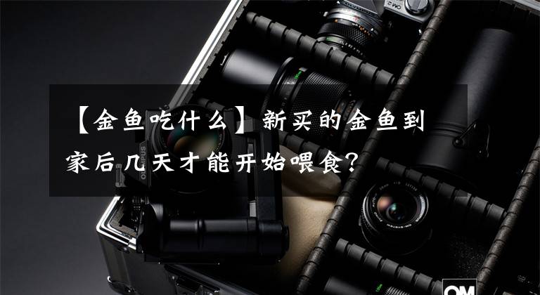 【金鱼吃什么】新买的金鱼到家后几天才能开始喂食？