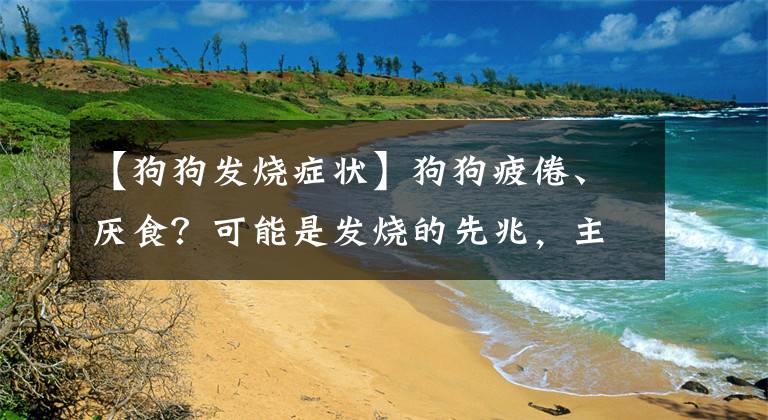 【狗狗发烧症状】狗狗疲倦、厌食？可能是发烧的先兆，主人要帮忙降温